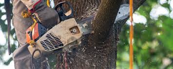 Trusted Clifton Gardens, NY Tree Removal Services Experts