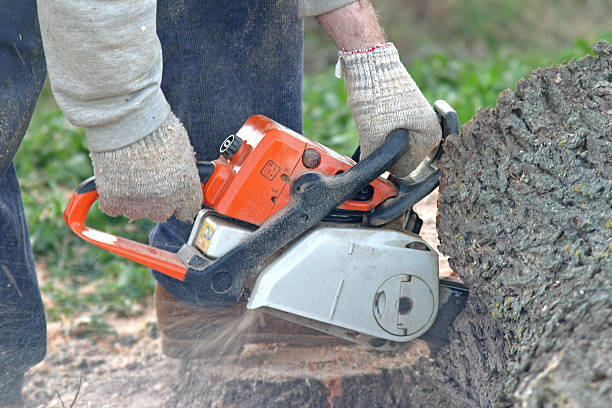 Best Residential Tree Removal  in Clifton Gardens, NY