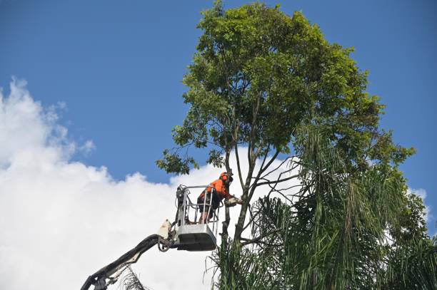 Best Tree Disease Treatment  in Clifton Gardens, NY