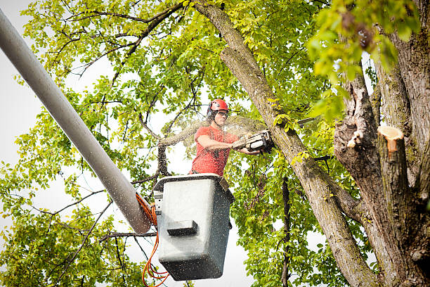 Best Tree Risk Assessment  in Clifton Gardens, NY