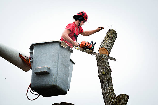 Best Tree Preservation Services  in Clifton Gardens, NY