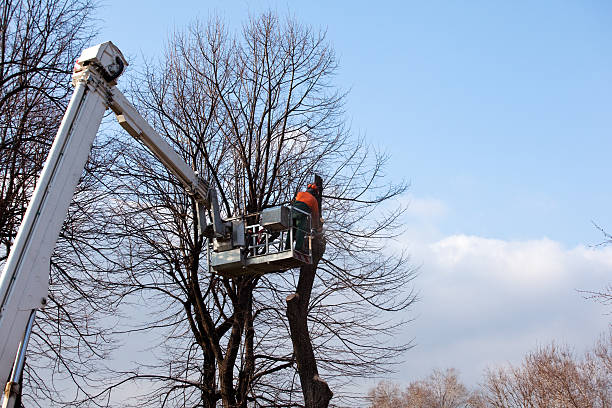 Best Arborist Consultation Services  in Clifton Gardens, NY