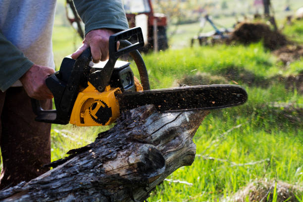  Clifton Gardens, NY Tree Removal Services Pros