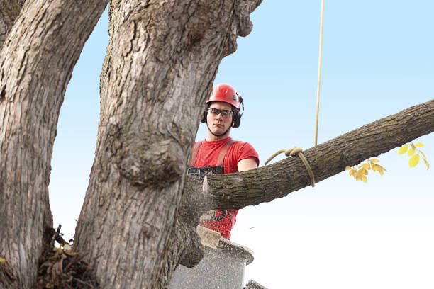 How Our Tree Care Process Works  in  Clifton Gardens, NY